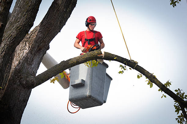 Large Tree Removal in Daphne, AL